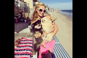 Paris Hilton et ses chiens