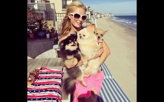 Paris Hilton et ses chiens