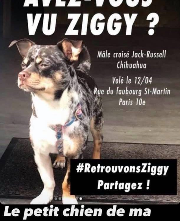 Ziggy, le chien volé à paris