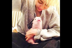 Miley Cyrus et son cochon