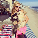 Paris Hilton et ses chiens