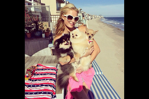 Paris Hilton et ses chiens