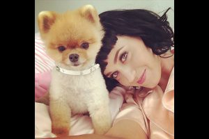 Katy Perry a un chat comme compagnon de toujours