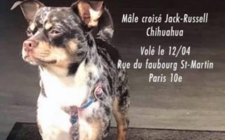 Ziggy, le chien volé à paris