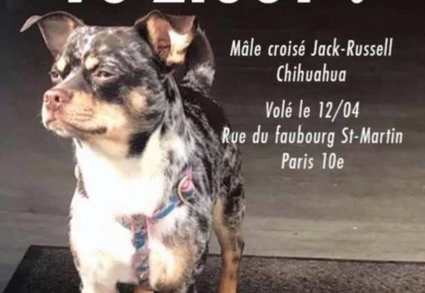 Ziggy, le chien volé à paris